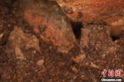 解梦软件江西发现蜘蛛新物种 为研究呵叻蛛属适应区域提供依据
