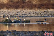 解梦软件歙县完成安徽首个县域生物多样性调查 共记录物种近4千种